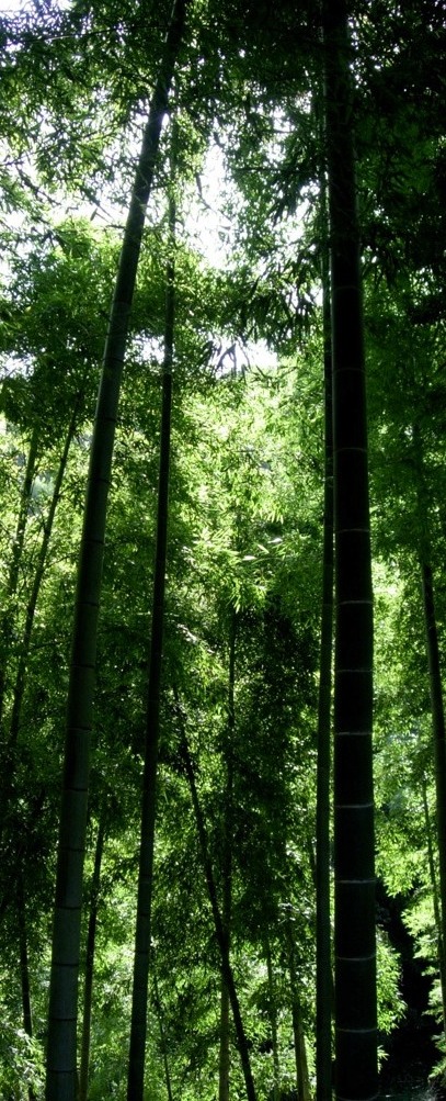 bamboo