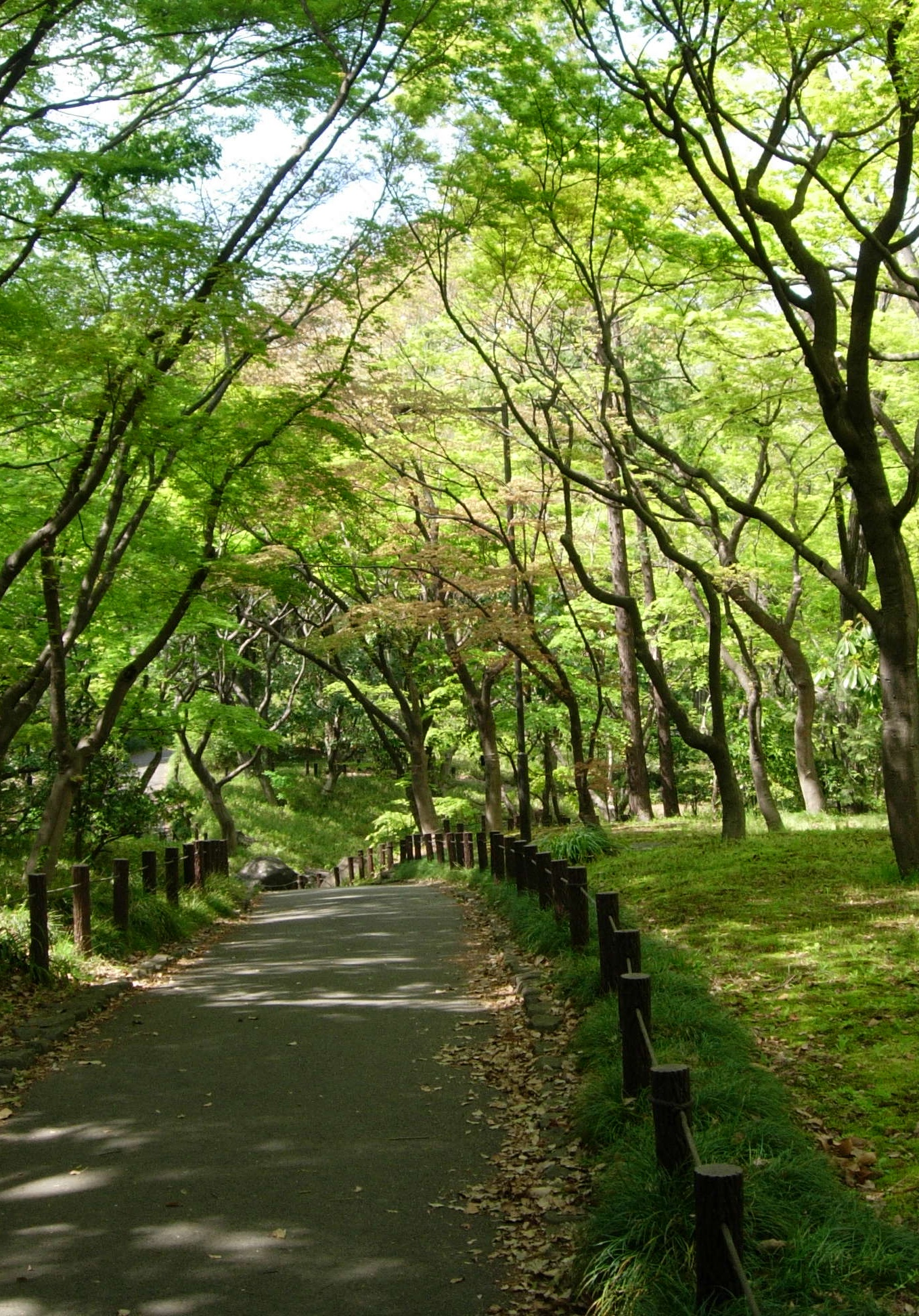 kitanomaru-kouen